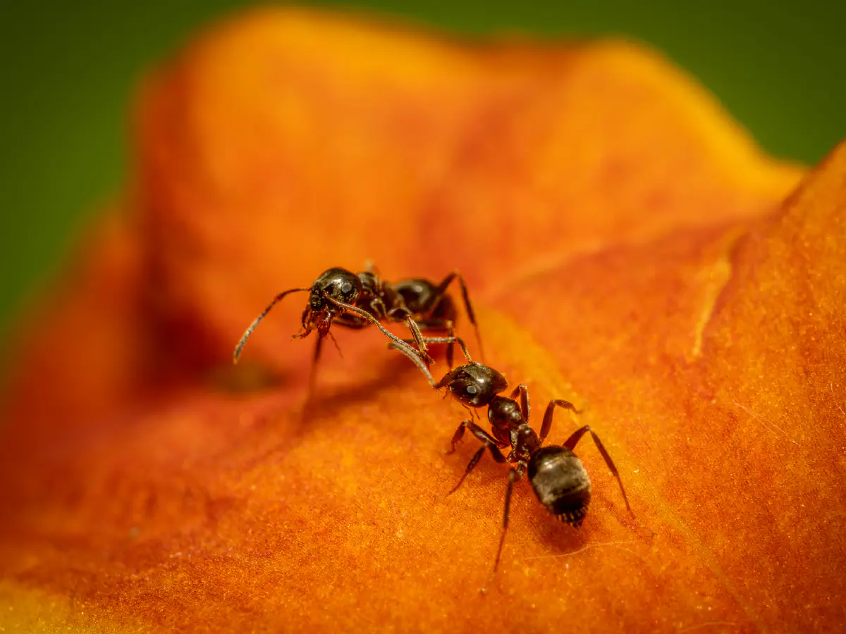 Fourmi noire des jardins