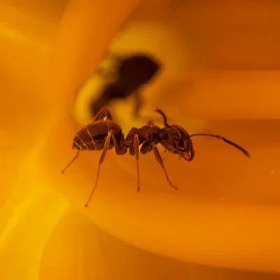 Black Garden Ant