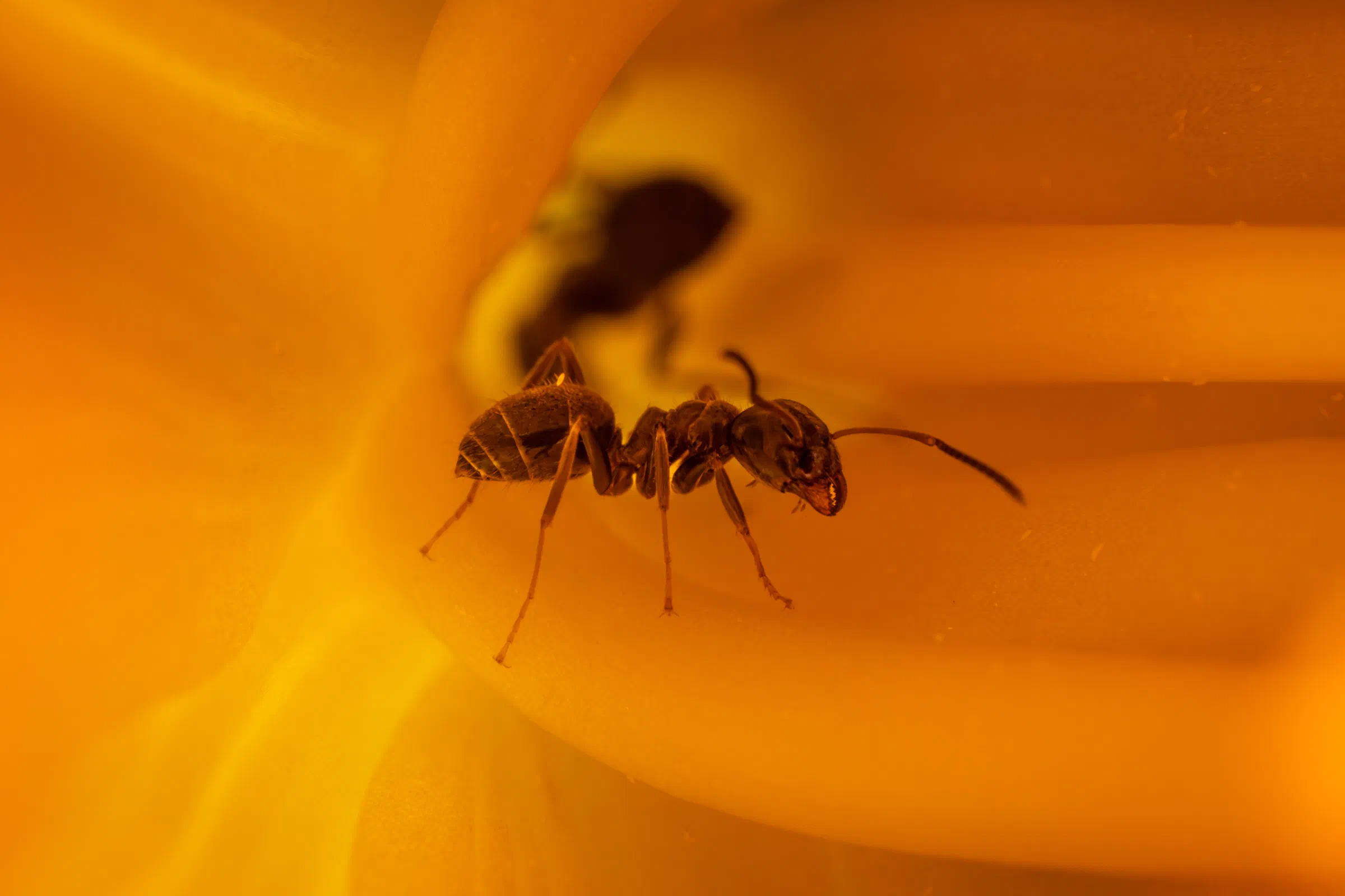 Black Garden Ant