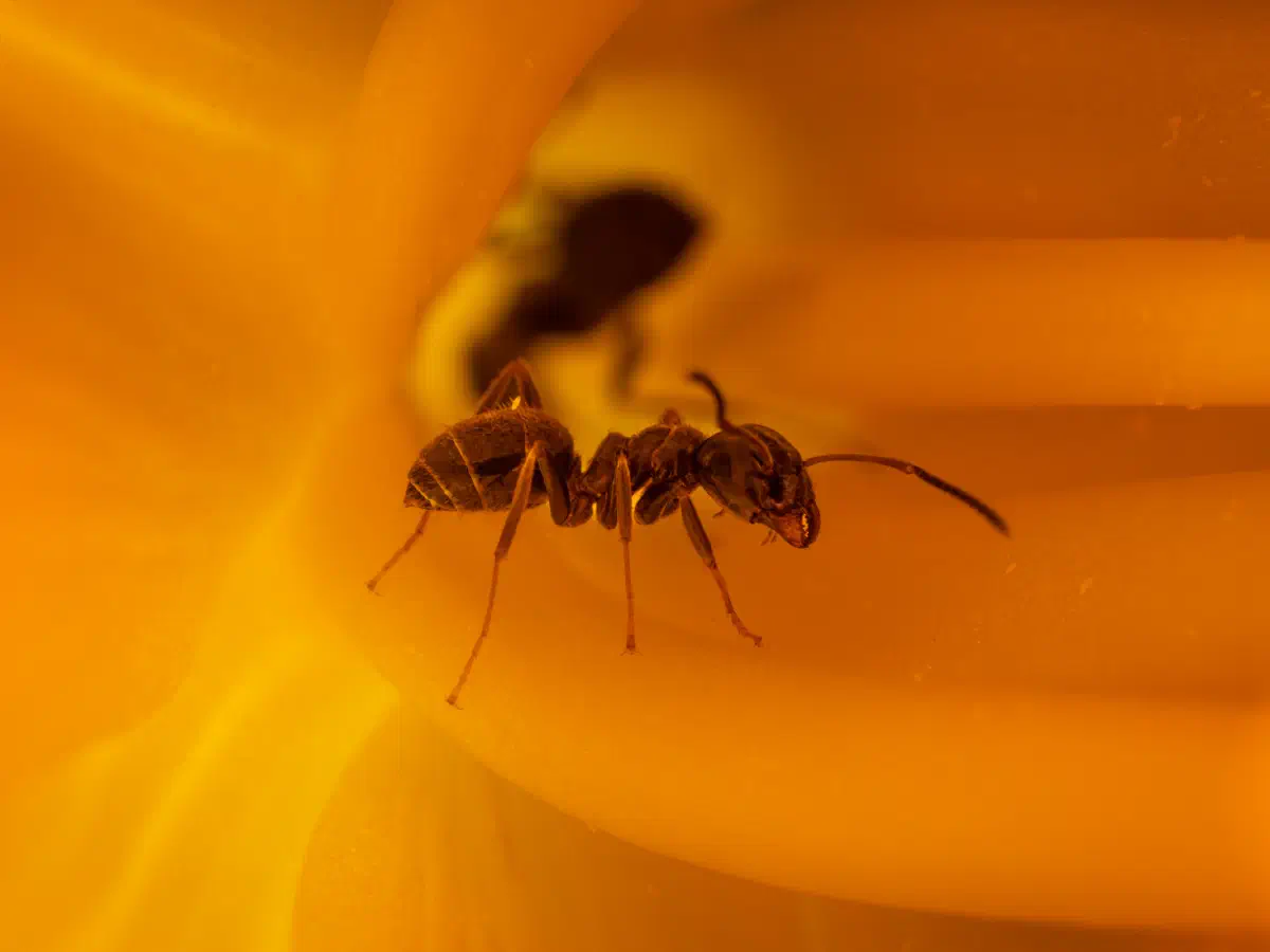 Hormiga Negra de Jardín