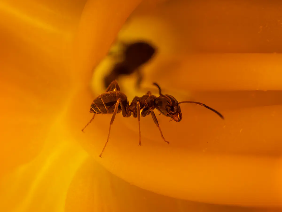 Fourmi noire des jardins