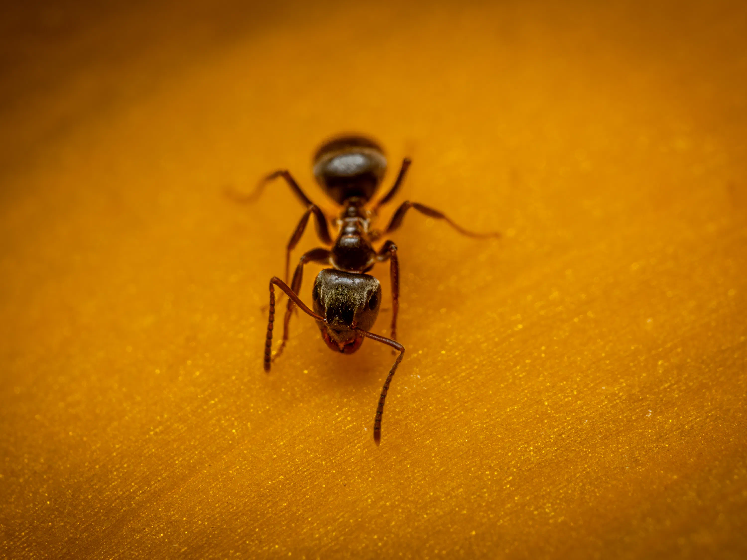 Hormiga Negra de Jardín