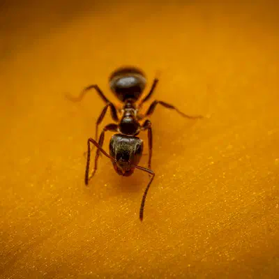 Black Garden Ant
