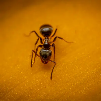 Schwarze Wegameise