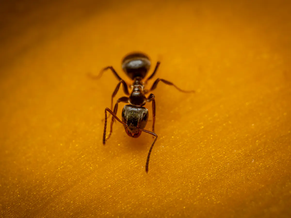 Fourmi noire des jardins