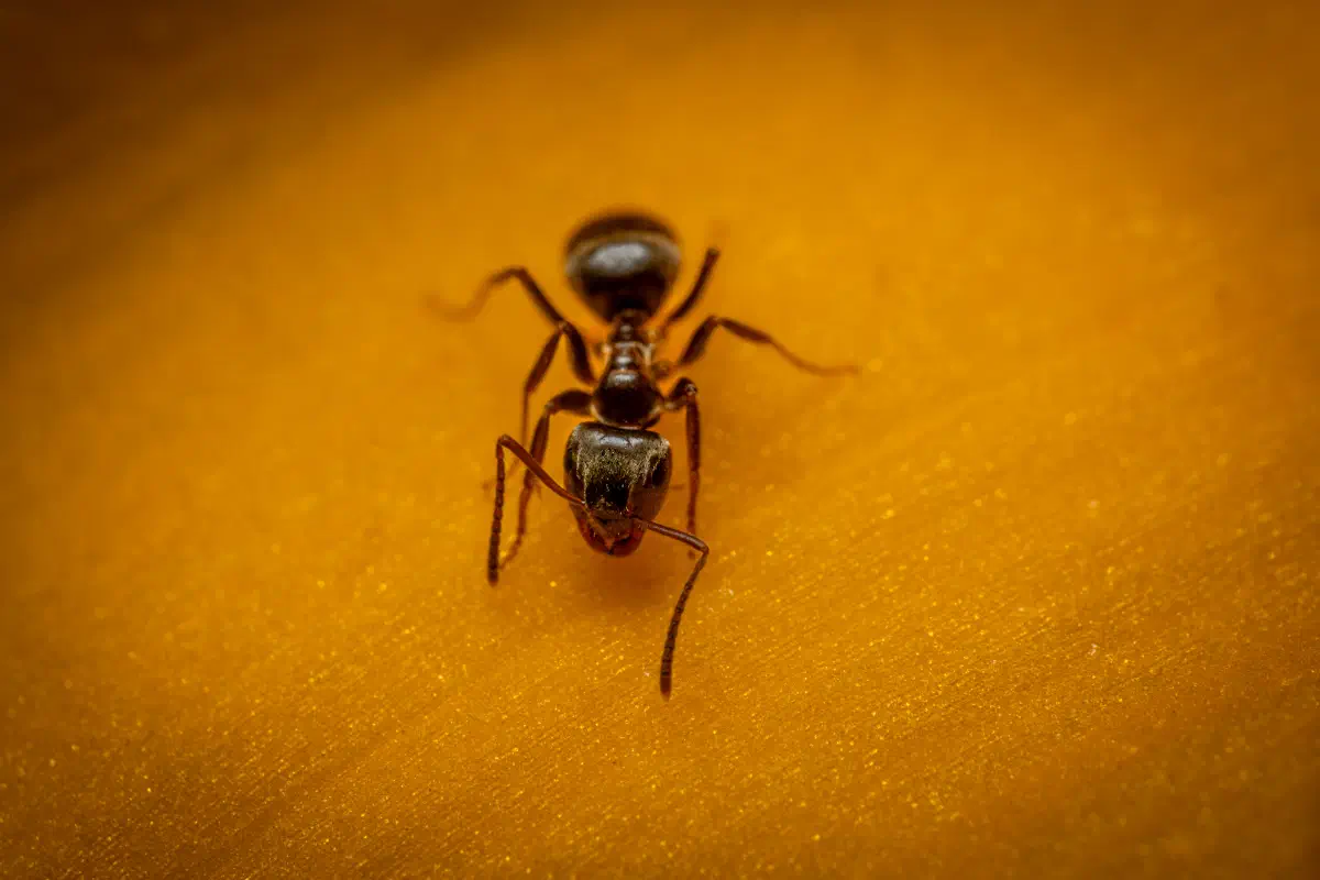 Black Garden Ant