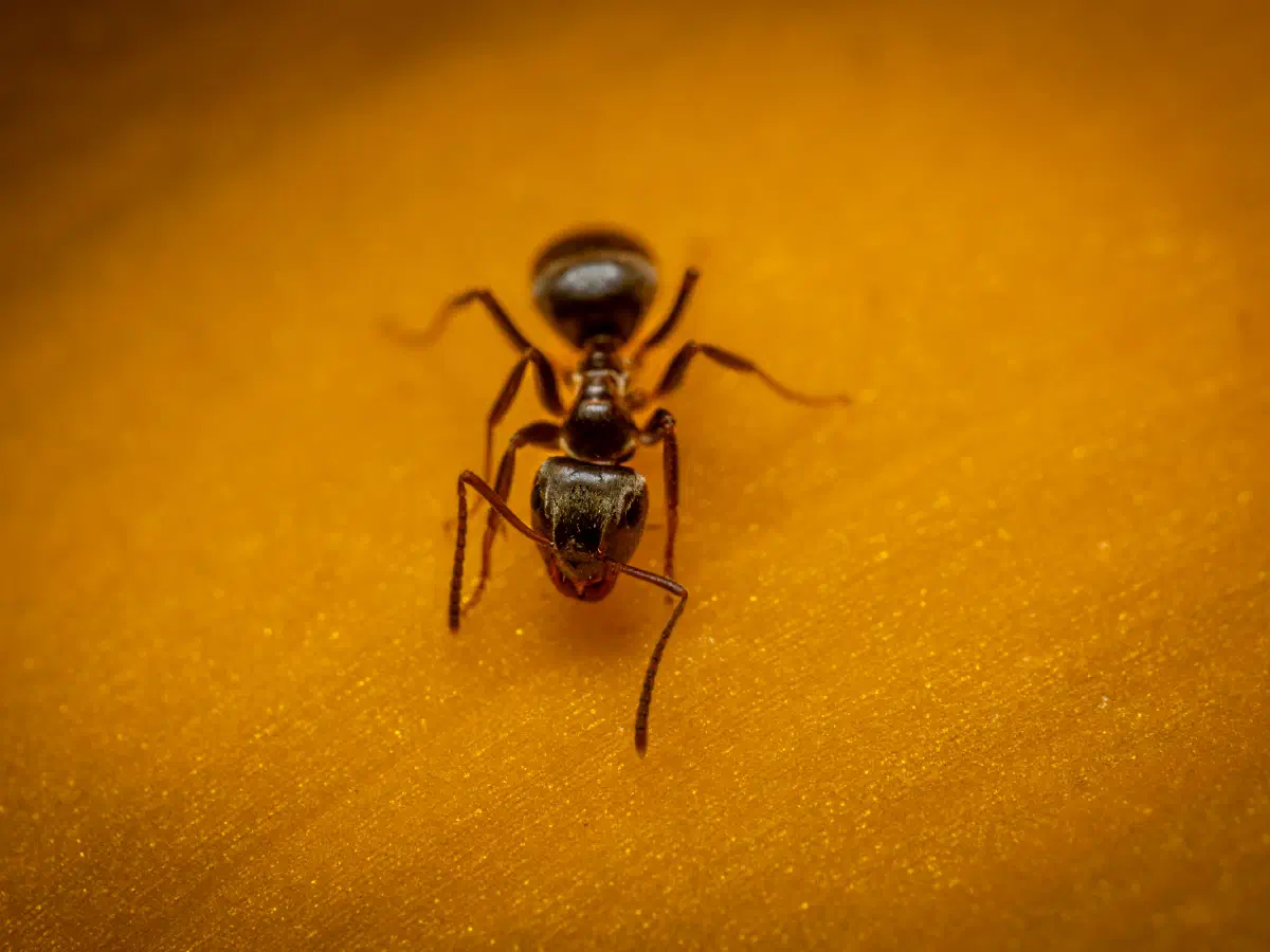 Hormiga Negra de Jardín