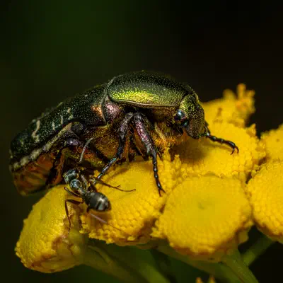 Black Garden Ant