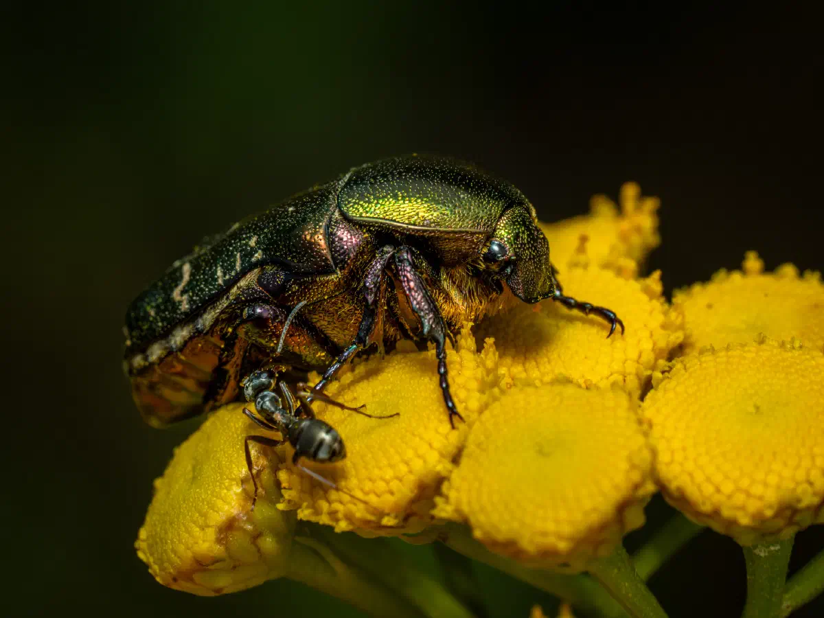 Hormiga Negra de Jardín