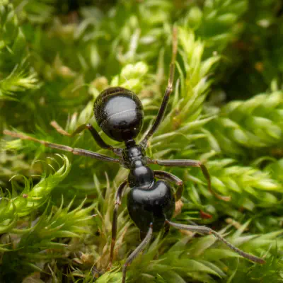 Black Garden Ant