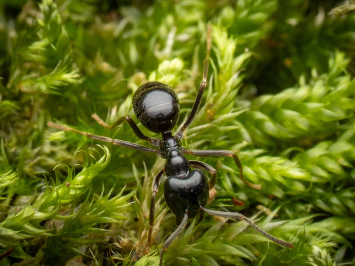 Hormiga Negra de Jardín