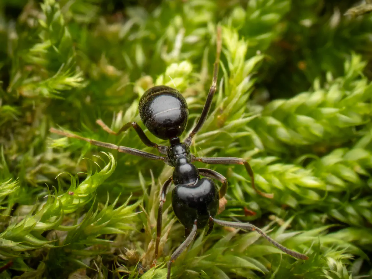 Fourmi noire des jardins