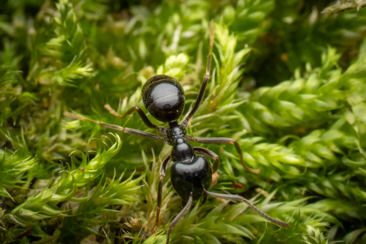 Schwarze Wegameise – No. 7