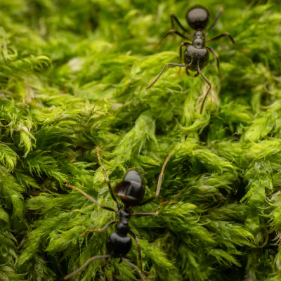 Black Garden Ant
