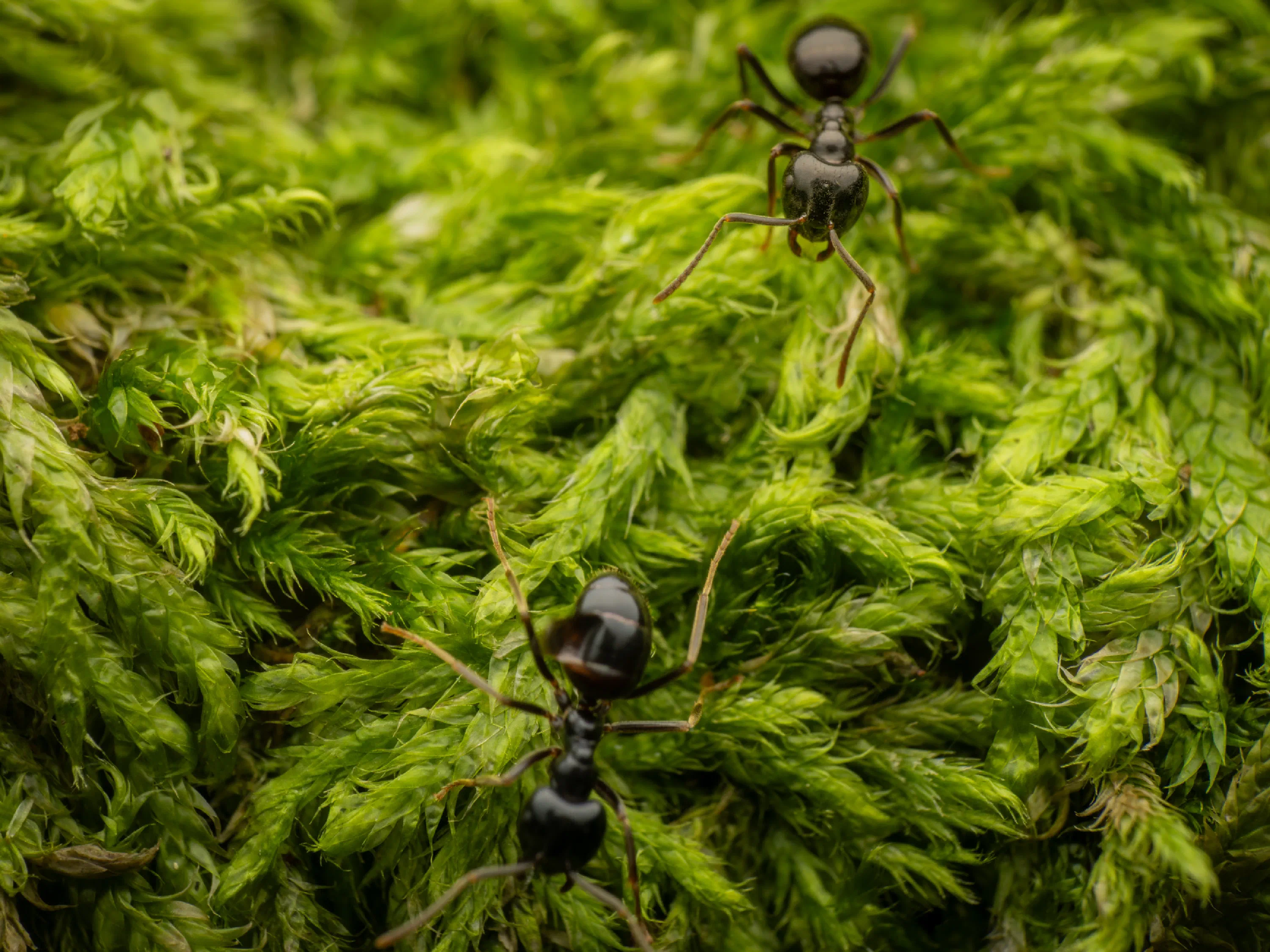 Hormiga Negra de Jardín