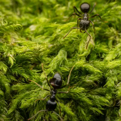 Black Garden Ant