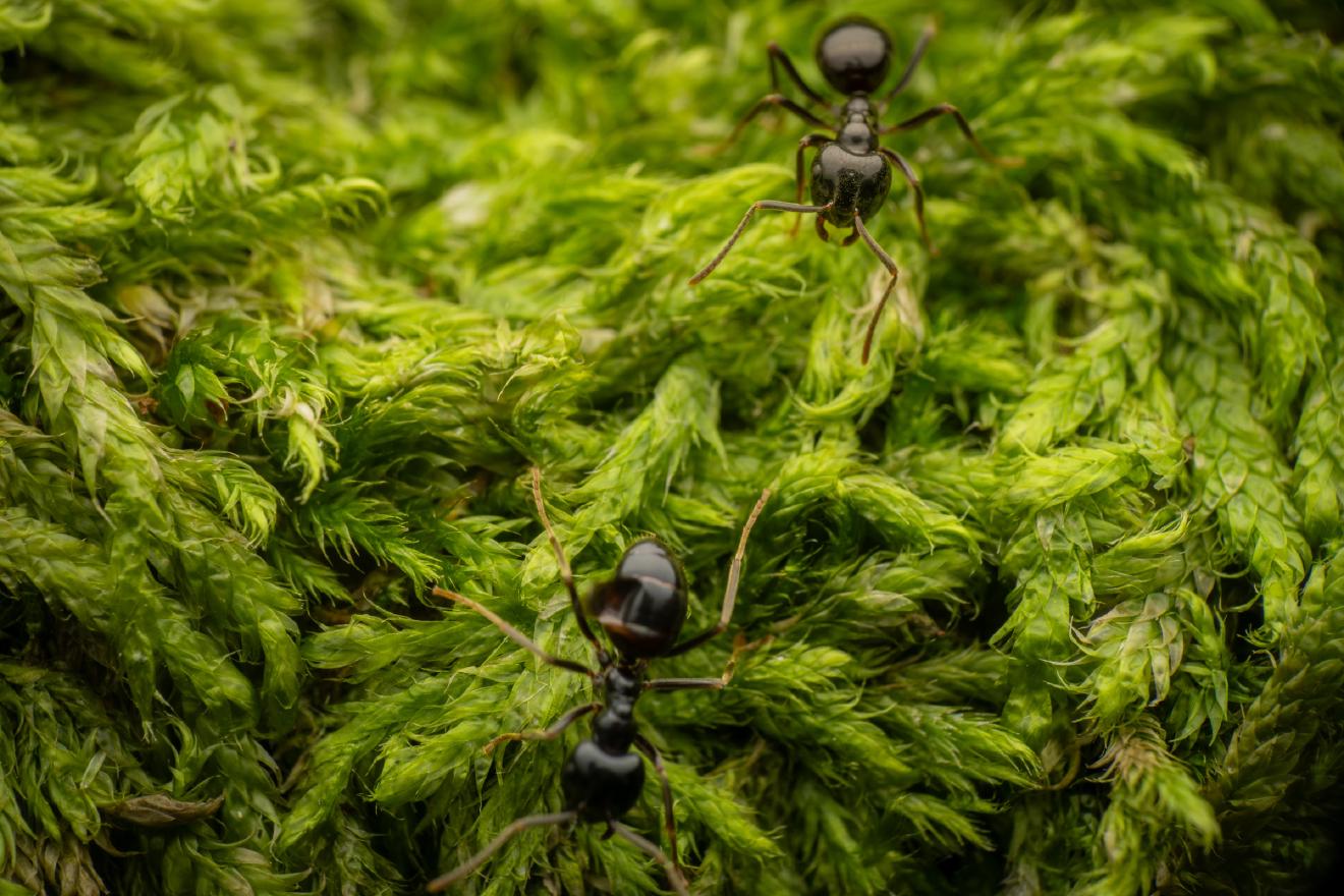 Black Garden Ant – No. 8