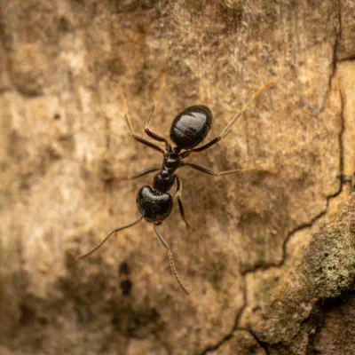 Black Garden Ant