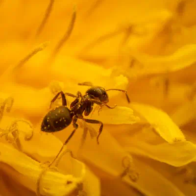 Black Garden Ant