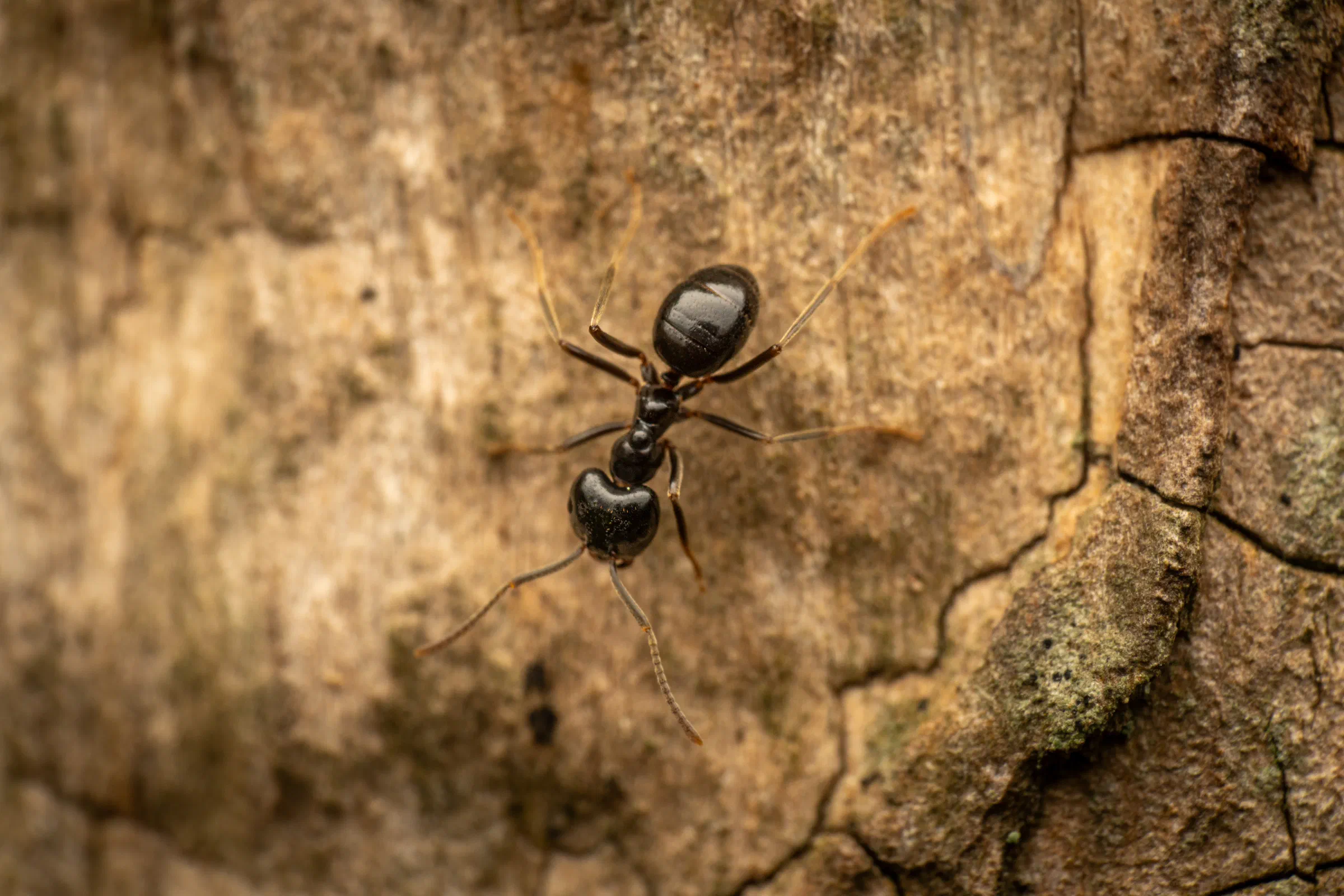 Schwarze Wegameise