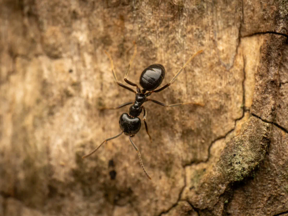 Hormiga Negra de Jardín