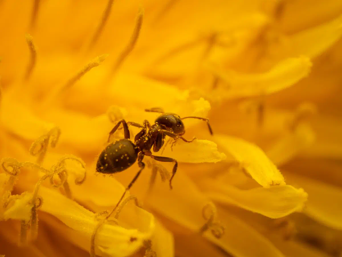 Hormiga Negra de Jardín