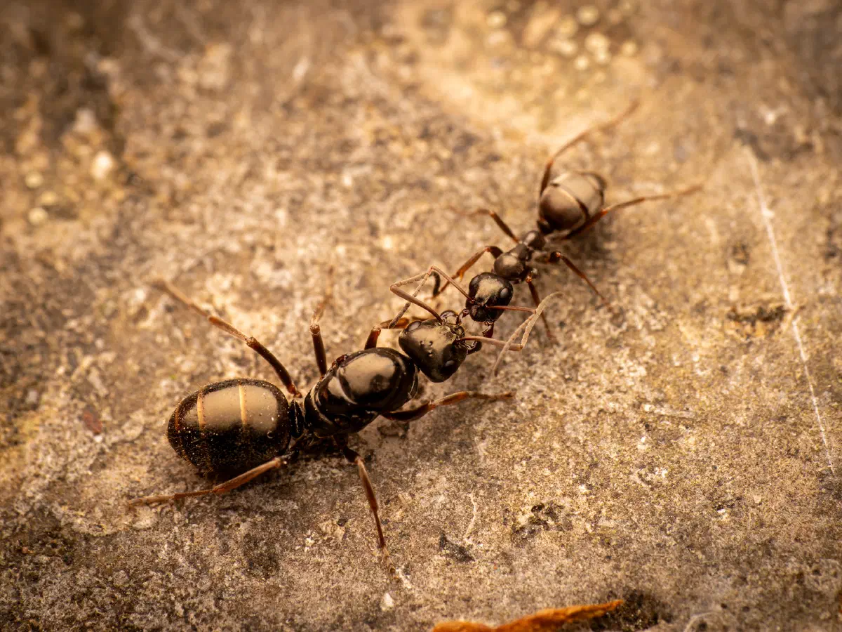 Hormiga Negra de Jardín