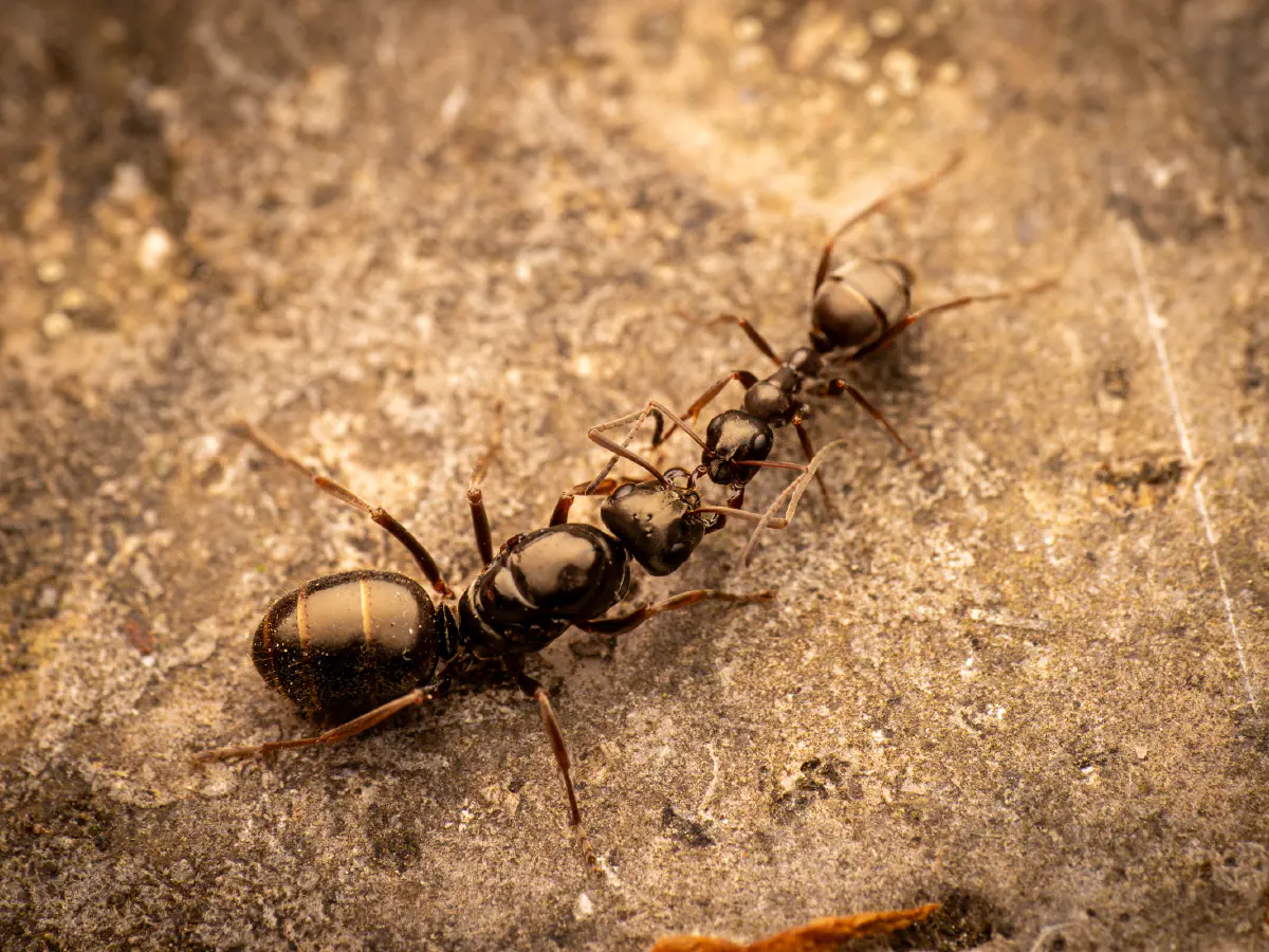 Fourmi noire des jardins