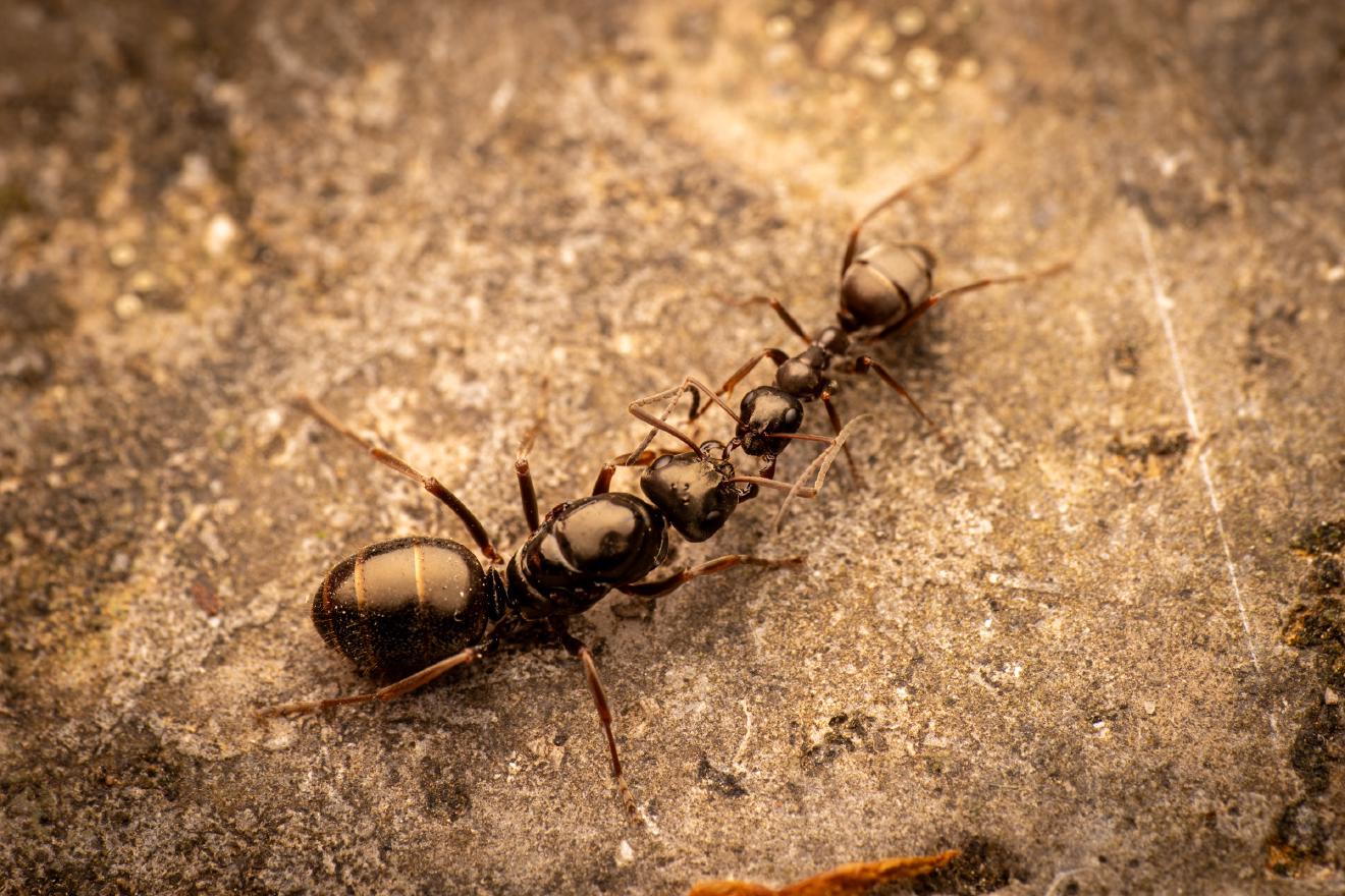 Black Garden Ant – No. 11