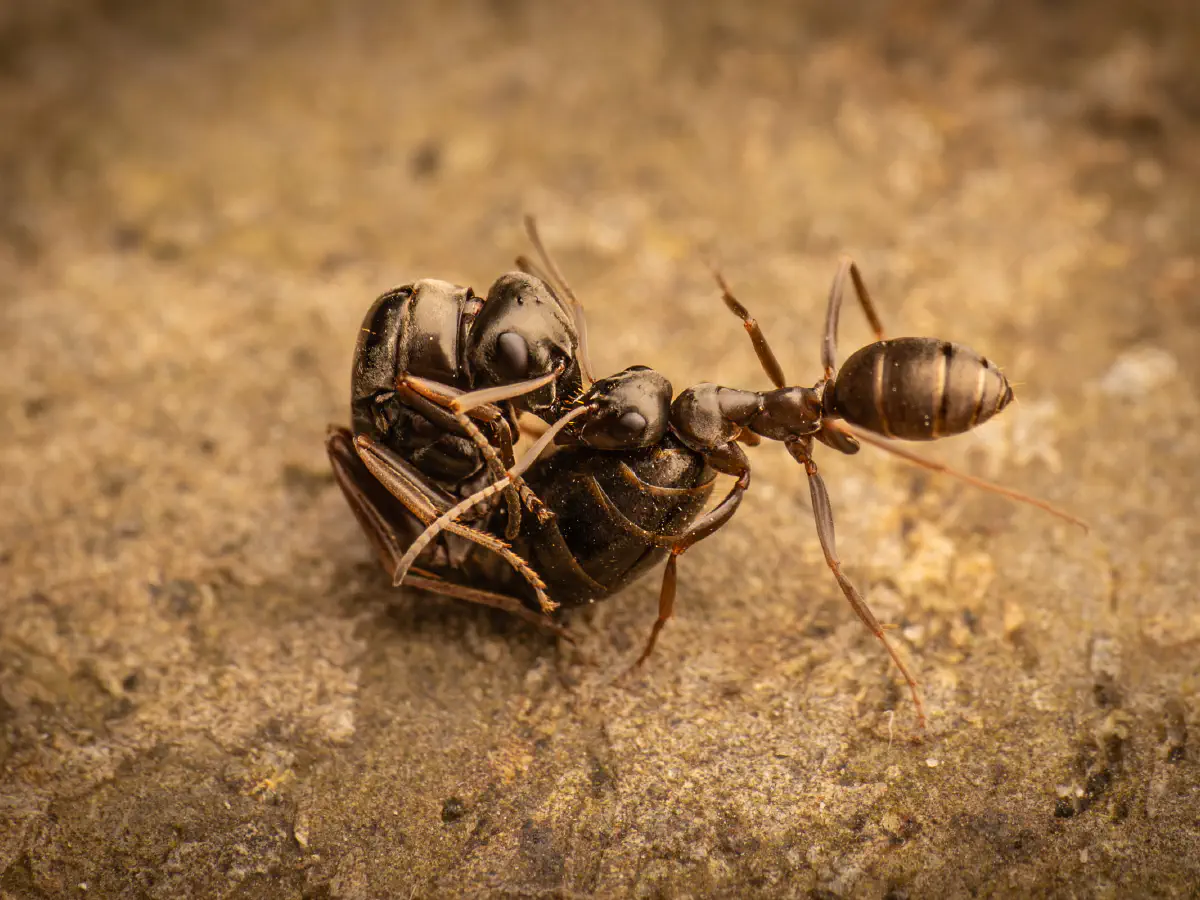 Fourmi noire des jardins