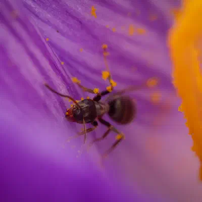 Black Garden Ant