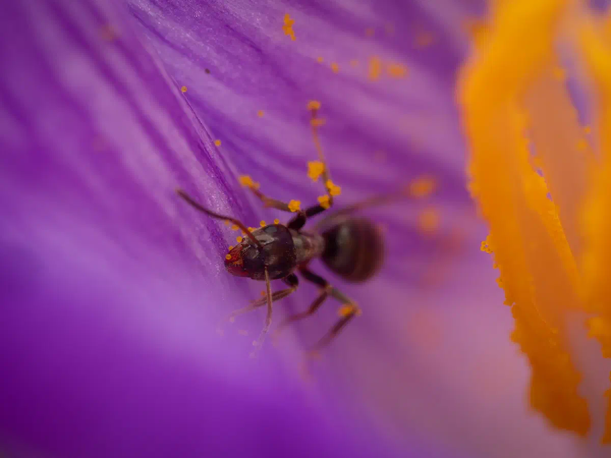 Hormiga Negra de Jardín
