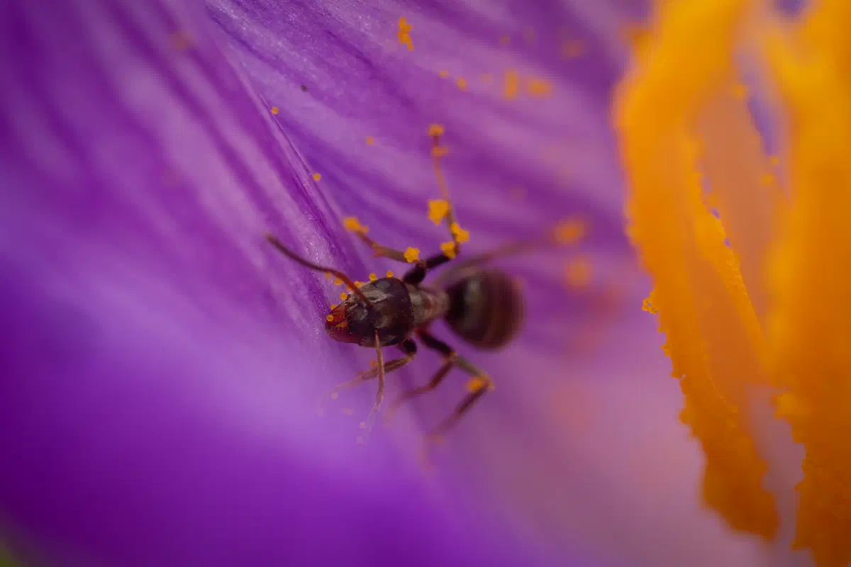 Hormiga Negra de Jardín