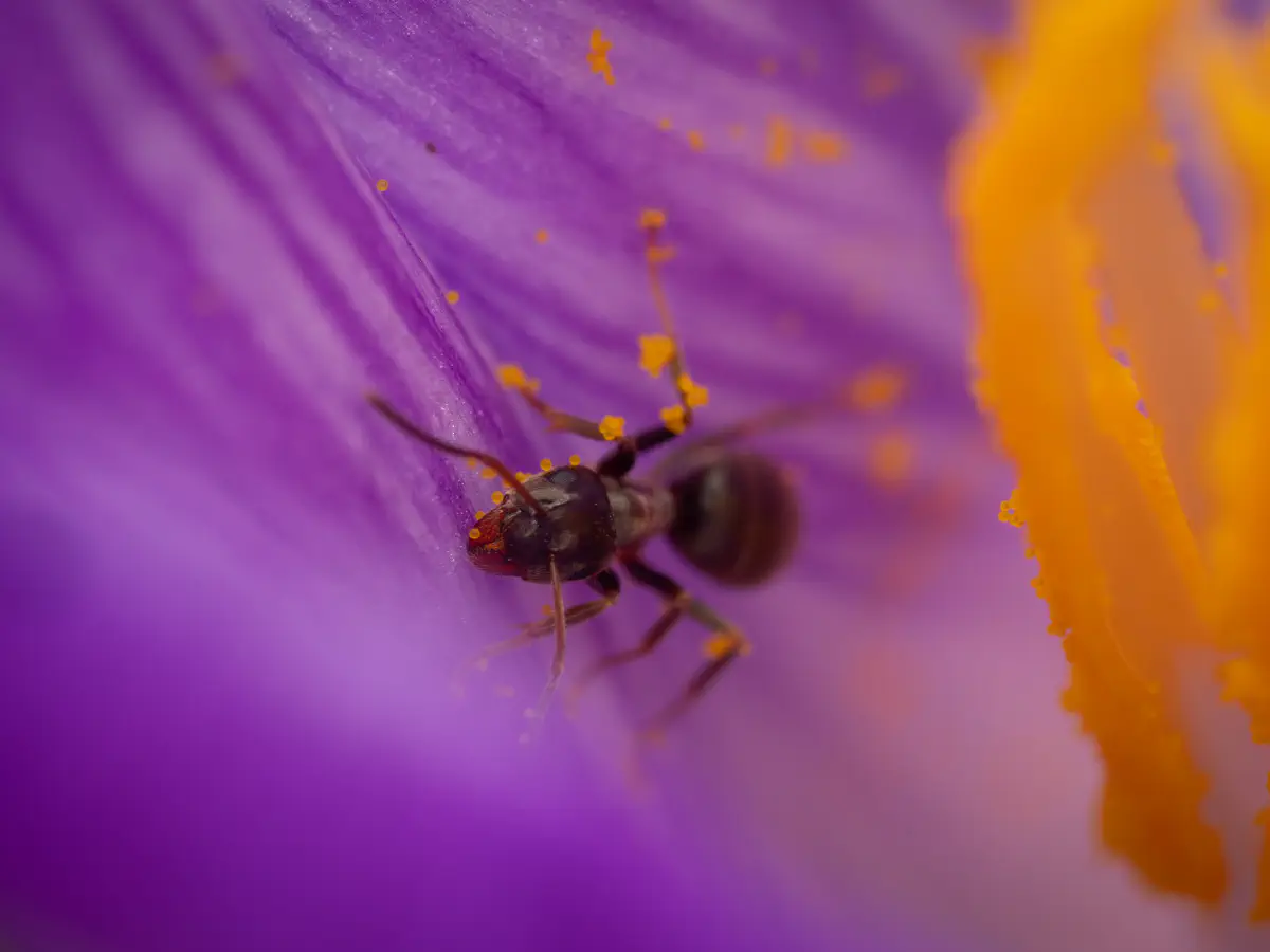 Fourmi noire des jardins