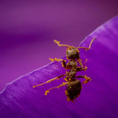 Black Garden Ant