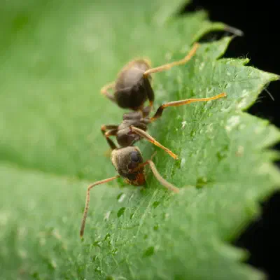Black Garden Ant