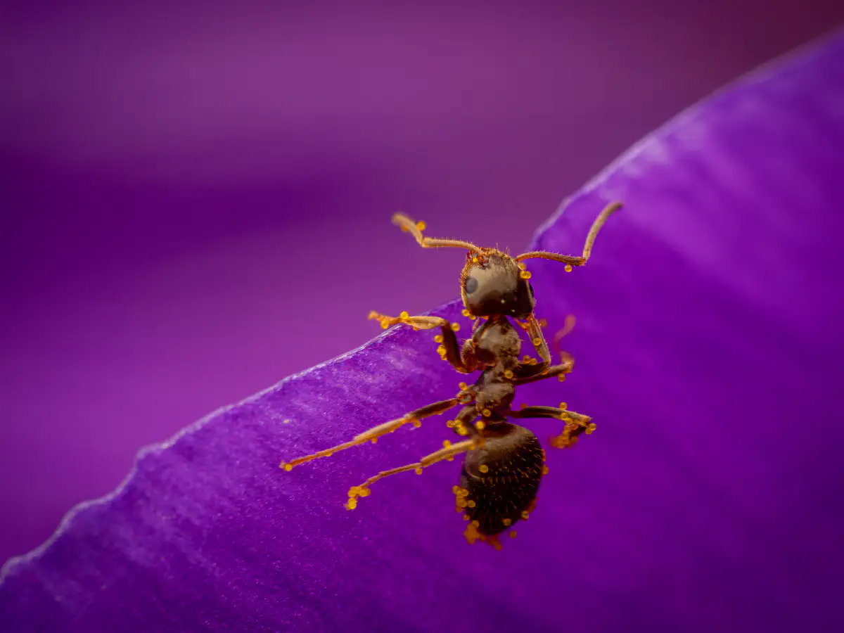 Fourmi noire des jardins