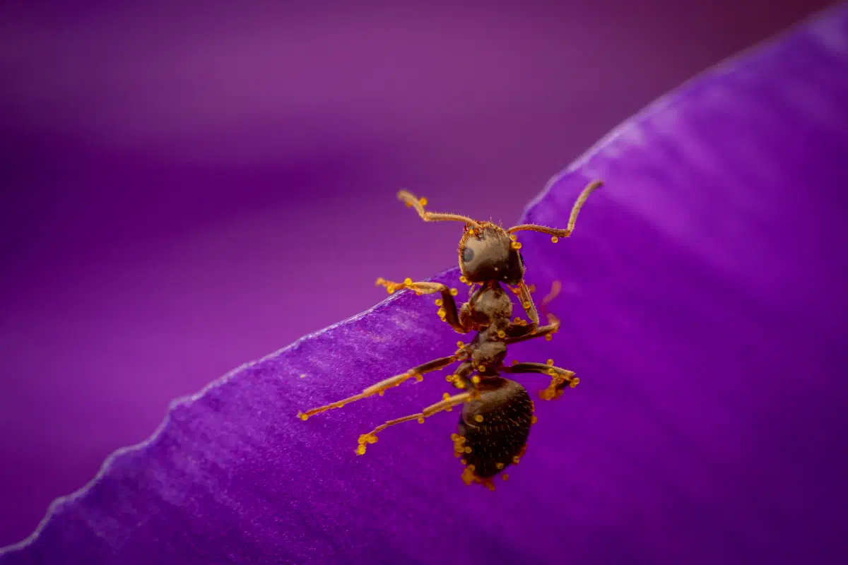 Hormiga Negra de Jardín