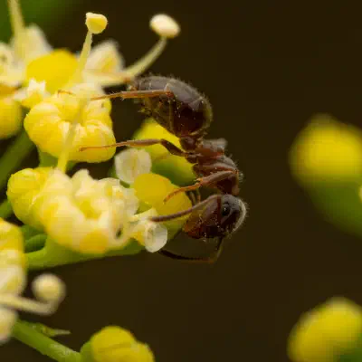 Black Garden Ant