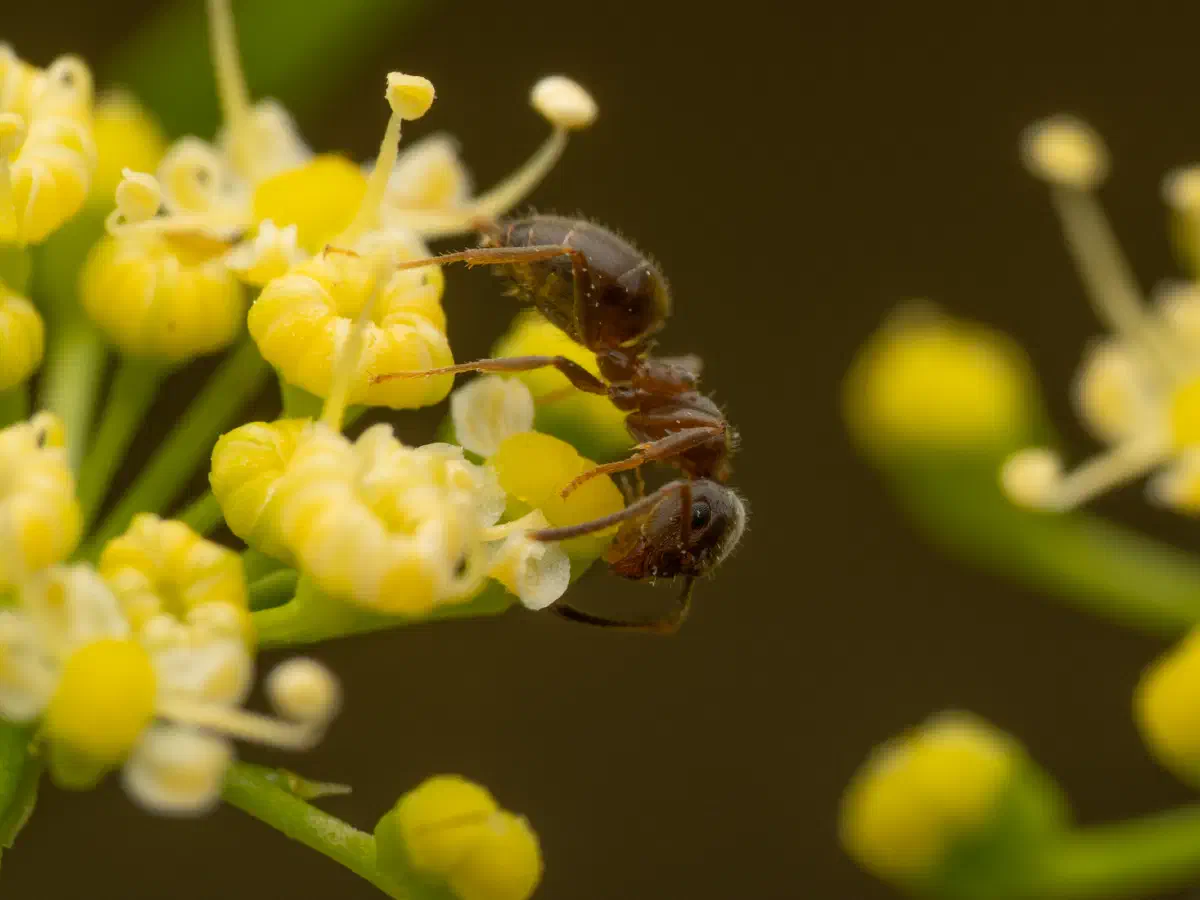 Hormiga Negra de Jardín