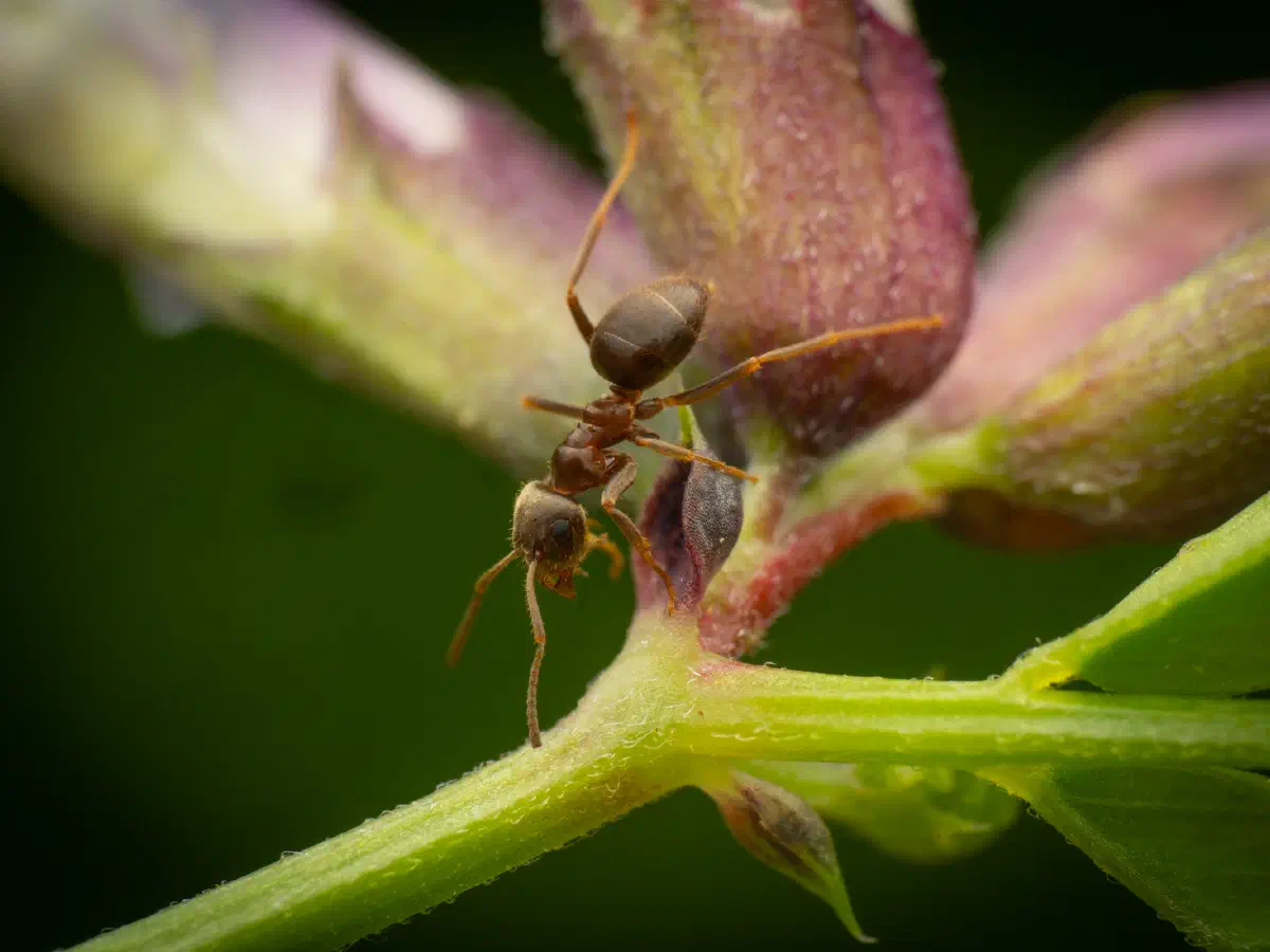 Hormiga Negra de Jardín