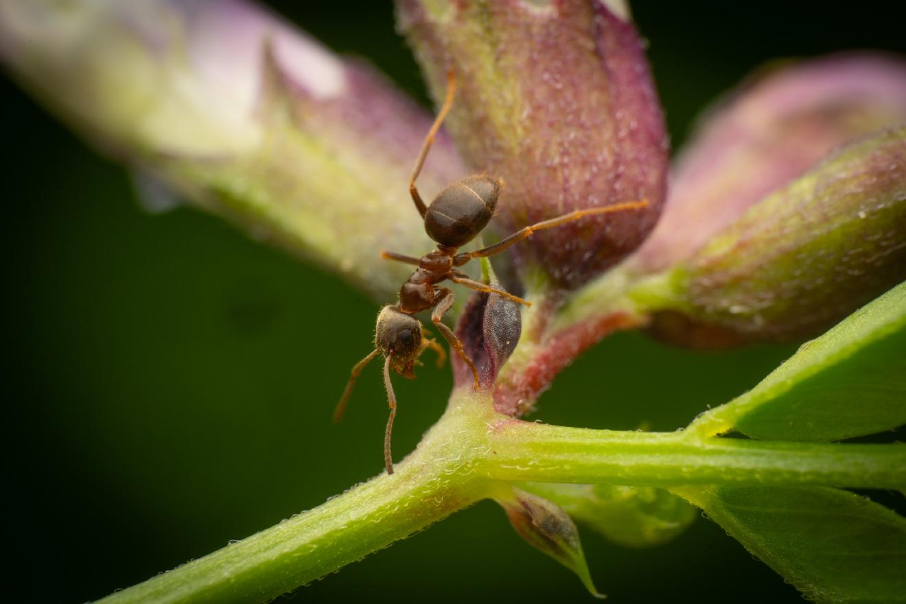 Black Garden Ant – No. 17