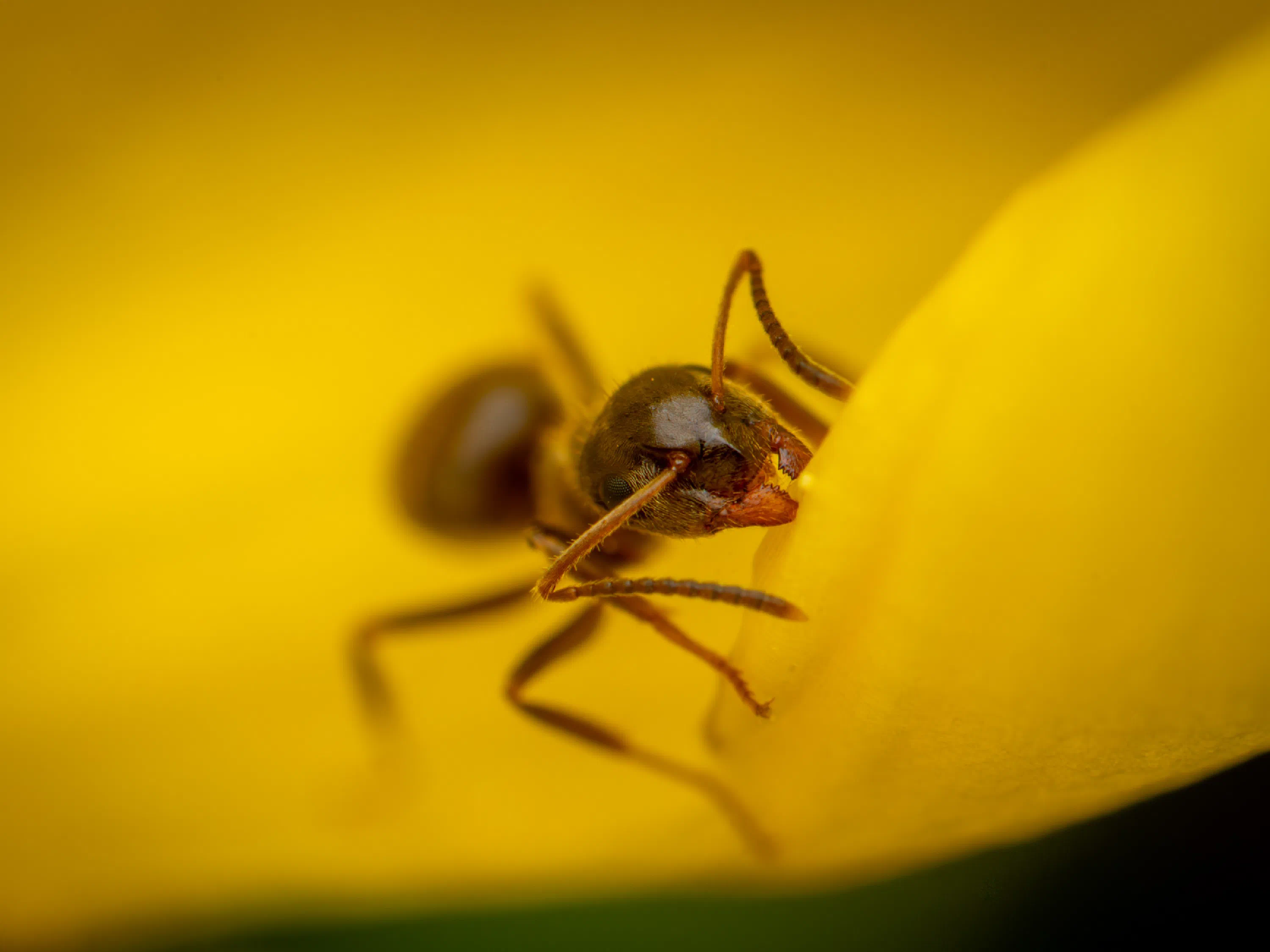 Hormiga Negra de Jardín