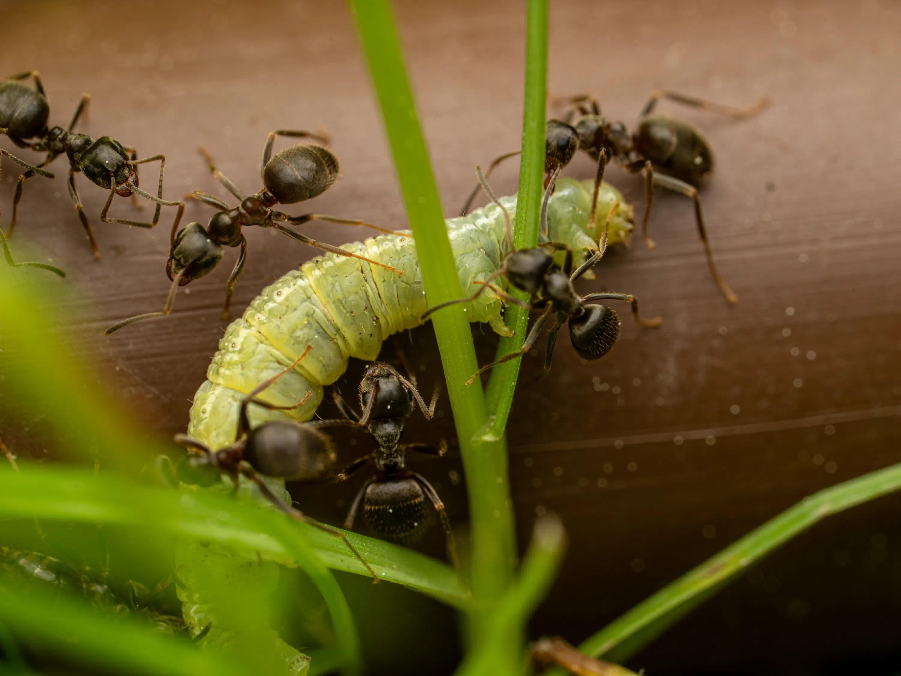 Hormiga Negra de Jardín