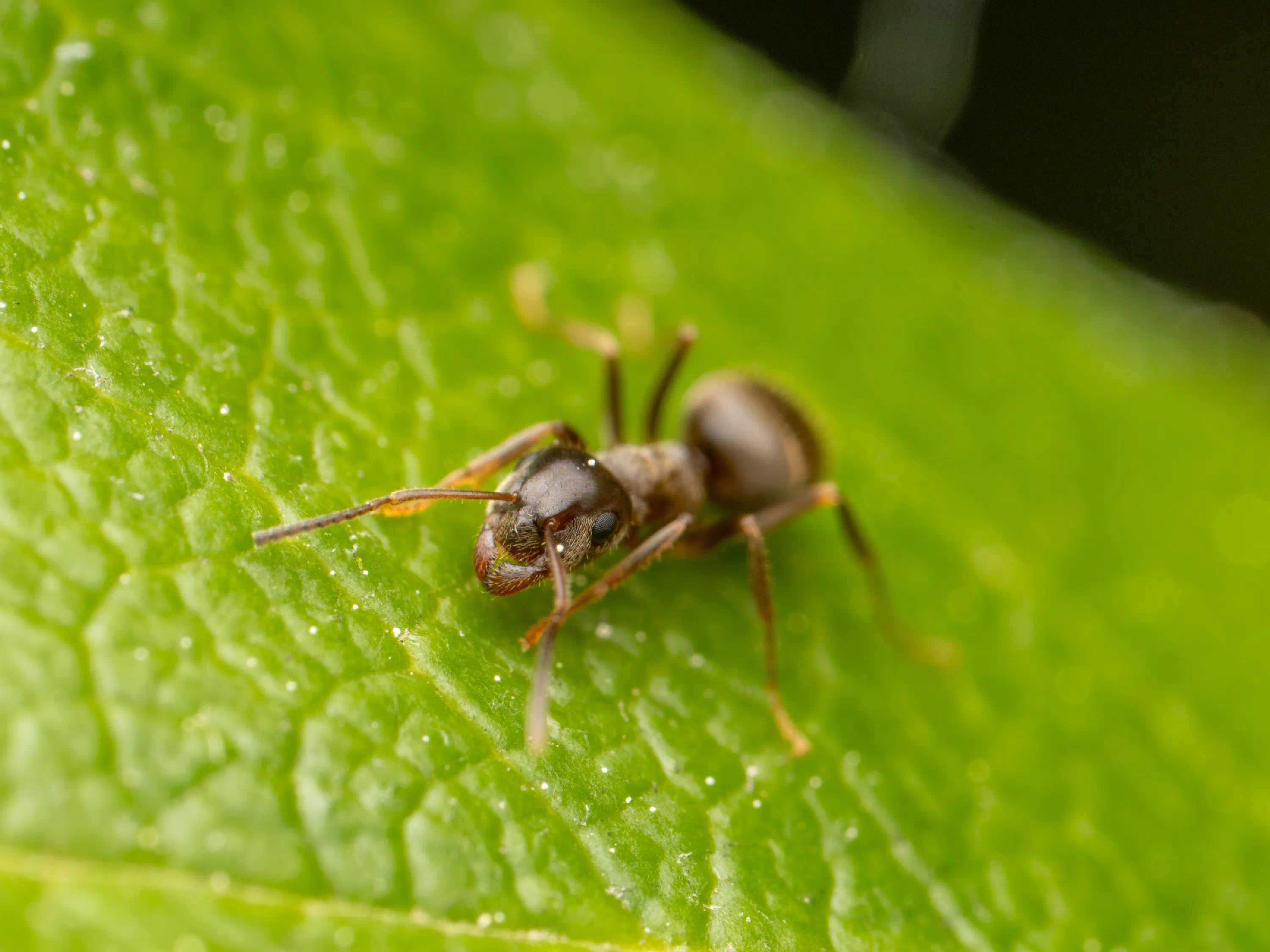 Hormiga Negra de Jardín
