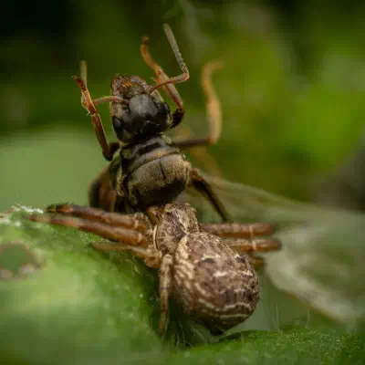 Formica pratensis