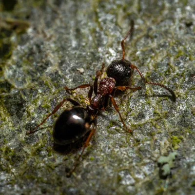Black-backed meadow ant