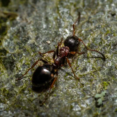 Black-backed meadow ant