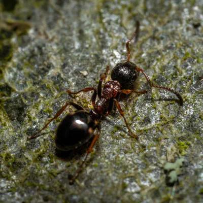 Große Wiesenameise