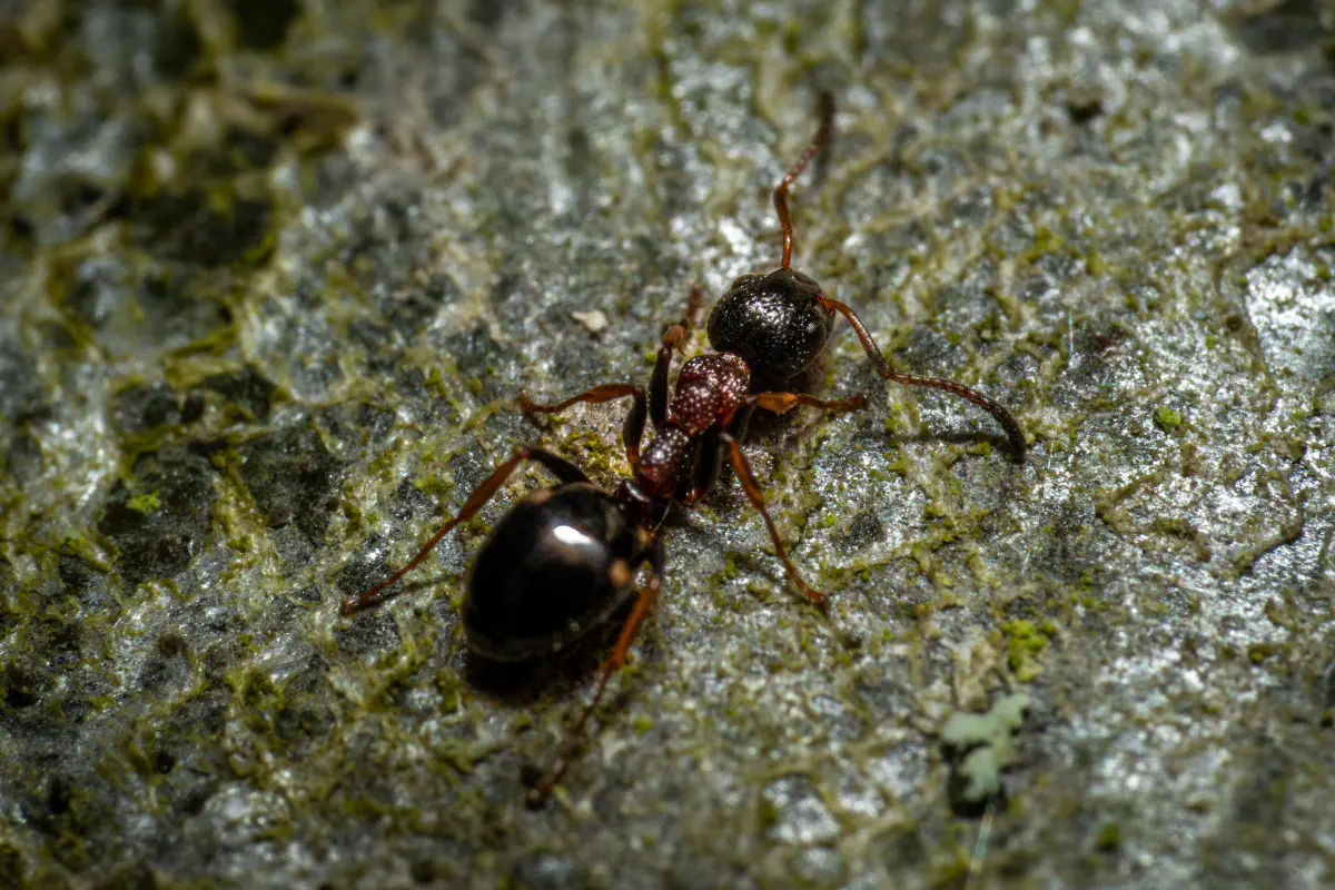 Große Wiesenameise – No. 2